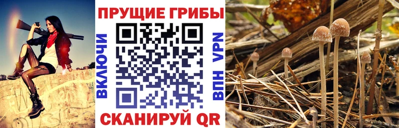 Галлюциногенные грибы прущие грибы  дарнет шоп  Мураши 